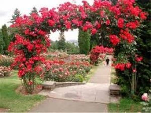 Kırmızı Yediveren Sarmaşık Gül Fidanı 15-25 Cm ürün görseli