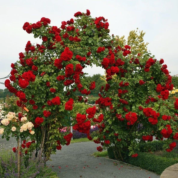 Kırmızı Yediveren Sarmaşık Gül Fidanı 15-25 Cm - Resim 2