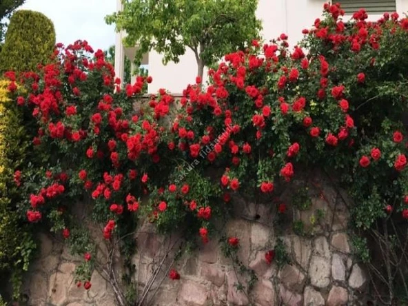 Kırmızı Yediveren Sarmaşık Gül Fidanı 15-25 Cm - Resim 3