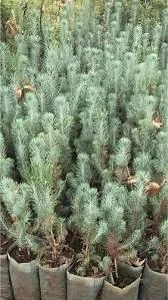 Kokulu Angustifolia Lavanta Fidanı 1 Adet 15-25 Cm - Resim 3