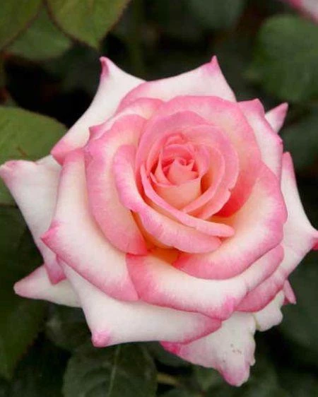 Pembe Beyaz Sarmaşık Gül Fidanı 5 Adet 15-25 cm - Resim 3