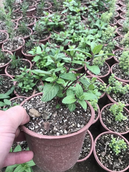 Nane Fidanı Fidesi 10-20 Cm 5 Adet Mentha - 2