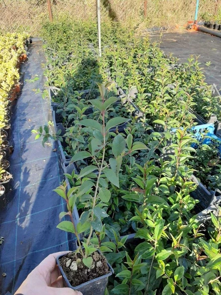 Tüplü Kurtbağrı Ligustrum Bahçe Çit Set Fidanı 30 - 50 Cm - Resim 3