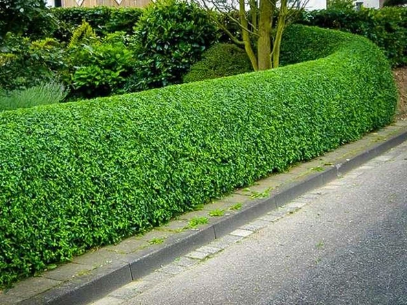 Tüplü Kurtbağrı Ligustrum Bahçe Çit Set Fidanı 30 - 50 Cm
