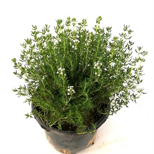 Kekik Fidesi 10-20 Cm 3 Adet - 1