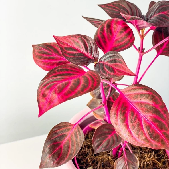 Çingene Şalvarı Bitkisi Çiçeği Fidanı 10-20 Cm Herbstii - Resim 4