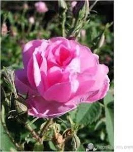Geleneksel Kokulu Reçellik Pembe Isparta Yağ Gülü Fidanı 15-25 Cm