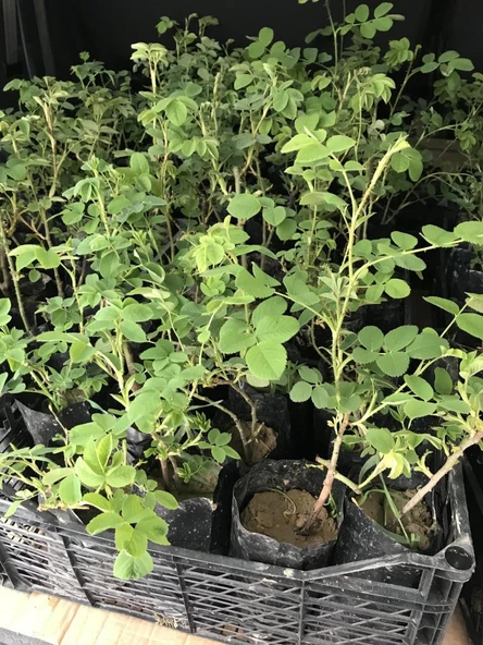 Geleneksel Kokulu Reçellik Pembe Isparta Yağ Gülü Fidanı 15-25 Cm - Resim 3