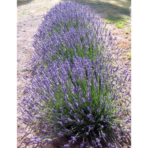 Lavanta Fidanı 4 Adet 15-25 Cm İntermedia N11.24069 - Resim 2