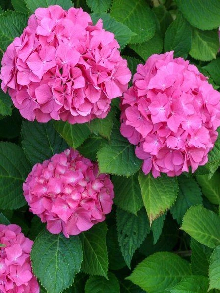 Pembe Ortanca Fidanı Fidesi 10 30 Cm Hydrangea Macrophylla