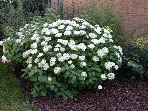 Beyaz Ortanca Fidanı Fidesi 10-20 cm Hydrangea Macrophylla White - 3