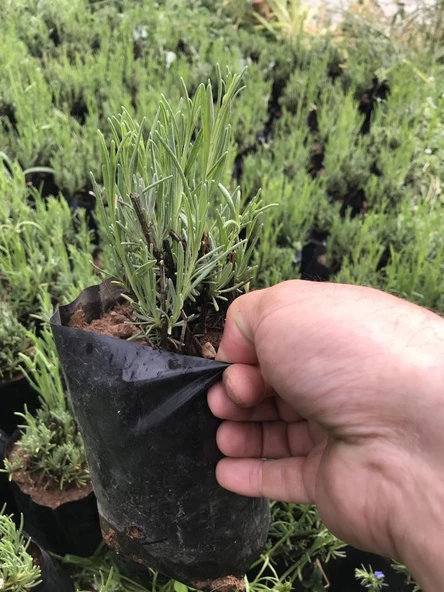 Lavanta Fidanı 4 Adet 15-25 Cm İntermedia N11.24069 - Resim 3