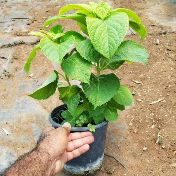 Mavi Ortanca Fidanı Fidesi 10-30 Cm Hydrangea Macrophylla