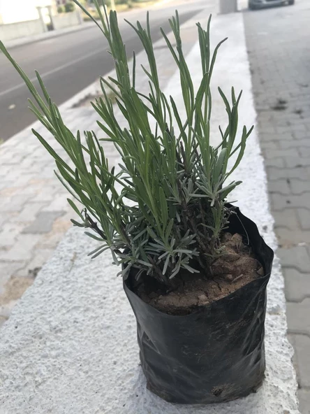 Lavanta Fidanı 1 Adet 15-25 Cm İntermedia N11.28807