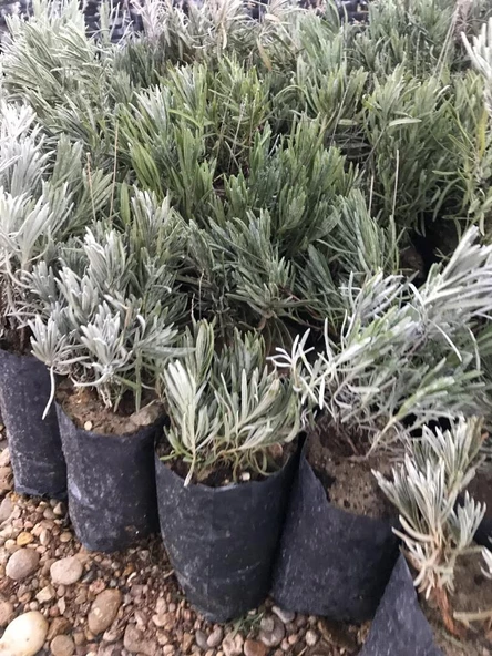 Lavanta Fidanı 1 Adet 15-25 Cm İntermedia N11.28807 - Resim 3