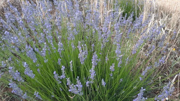 Bahçe Tipi Lavanta Fidanı 3 Adet 15-25 Cm İntermedia N11.23105 - Resim 2