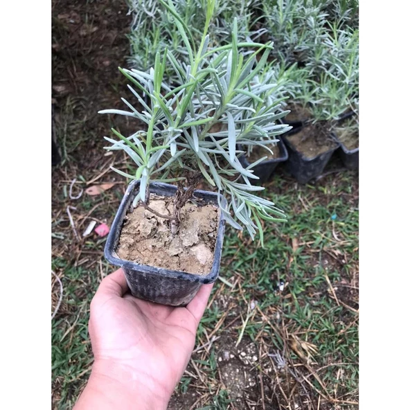 Saksı Tipi Lavanta Fidanı 5 Adet 5-15 Cm İntermedia - 2