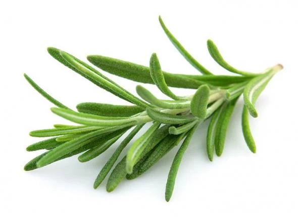 Biberiye Fidanı 5 Adet 20-30 Cm (Rosmarinus officinalis)