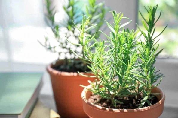 Biberiye Fidanı 5 Adet 20-30 Cm (Rosmarinus officinalis) - 3