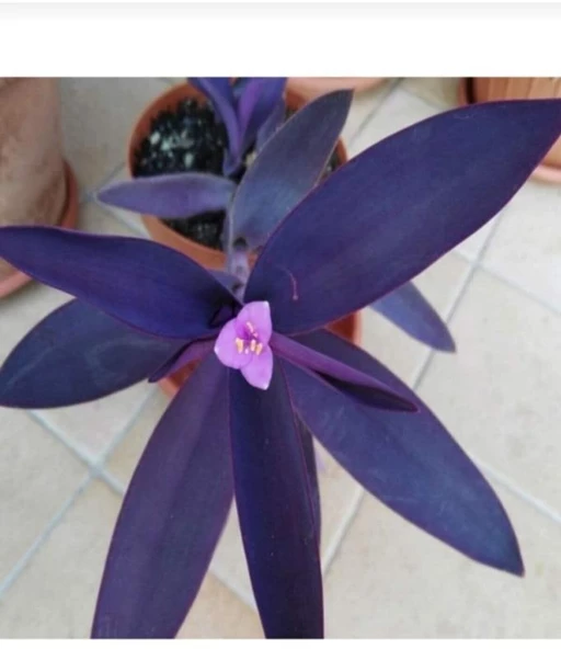 Mor Telgraf Çiçeği Fidanı Fidesi 10-20 Cm ürün görseli