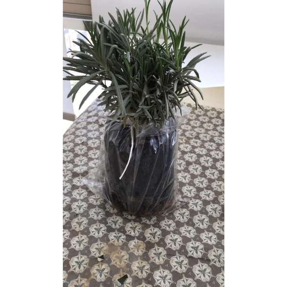 Bahçe Tipi Lavanta Fidanı 5 Adet 15-25 Cm İntermedia N11.27024