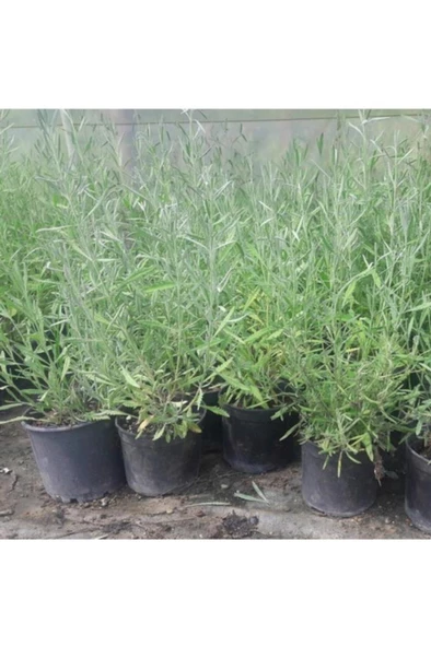 Lavanta Fidanı Fidesi 10-30 Cm ürün görseli