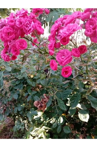 1 Adet Pepino Fidanı 1 Adet Sarmaşık Gül Fidanı 35 40 Santim Arası ürün görseli