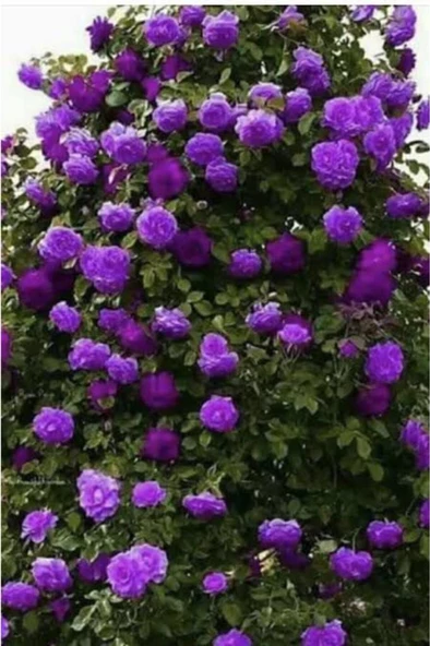 1 Adet Pepino Fidanı 1 Adet Sarmaşık Gül Fidanı 35 40 Santim Arası - Resim 2