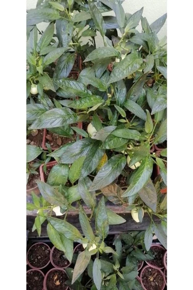 1 Adet Pepino Fidanı 1 Adet Sarmaşık Gül Fidanı 35 40 Santim Arası - Resim 4