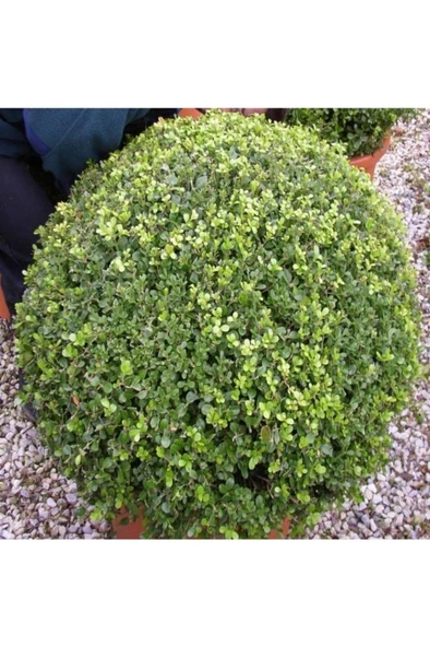 Şimşir (Buxus Sempervirens) Fidanı 20-40 Cm - 2