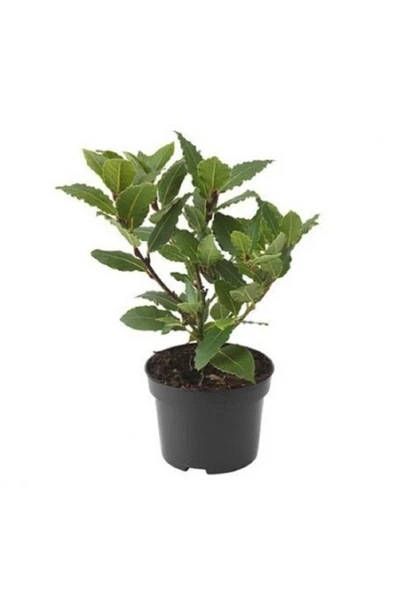 Saksıda Laurus Nobilis Defne Fidanı 25-35 Cm