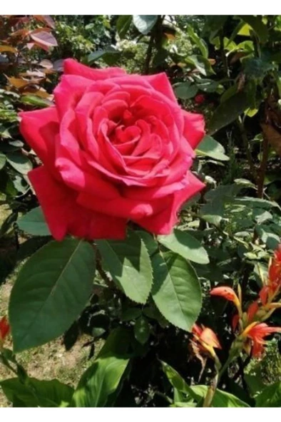 Kırmızı Tüplü Yediveren Klasik Gül Fidanı ürün görseli