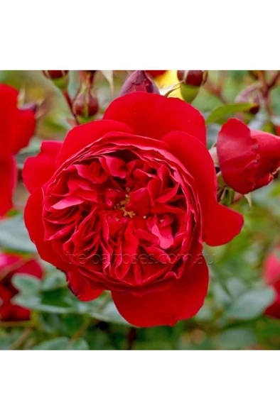 1 Adet Yediveren Kırmızı Katmerli Sarmaşık Gül Fidanı ürün görseli