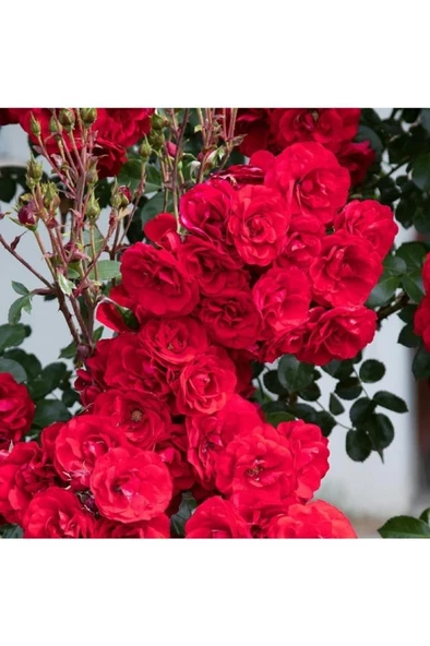1 Adet Yediveren Kırmızı Katmerli Sarmaşık Gül Fidanı - Resim 2