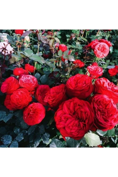 1 Adet Yediveren Kırmızı Katmerli Sarmaşık Gül Fidanı - Resim 3