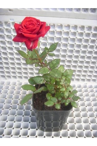 Kırmızı Gül Fidanı 20-30 Cm