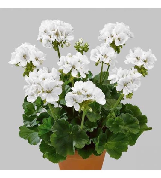 Mezarlık İçin 10 Lu Bitki Fidan Çiçek Seti 10-20 cm - Resim 2