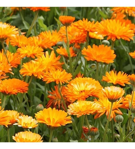 Mezarlık İçin 10 Lu Bitki Fidan Çiçek Seti 10-20 cm - Resim 3