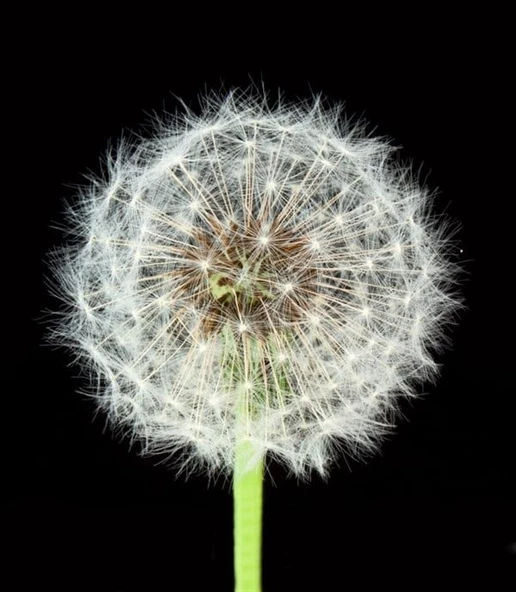 Karahindiba - Kanvas Tablo - Resim 2