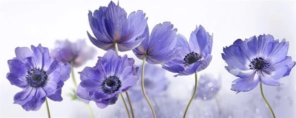 Mor Gelincik Çiçeği - Kanvas Tablo - Resim 2