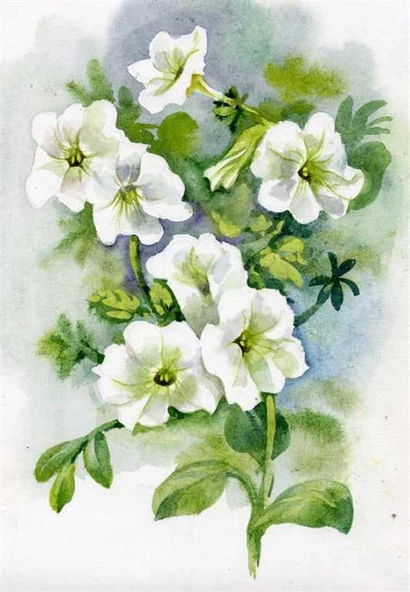 Petunya - Kanvas Tablo - Resim 2