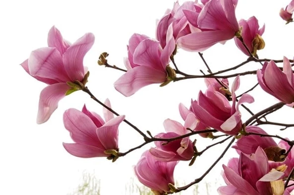 Manolya - Kanvas Tablo ürün görseli