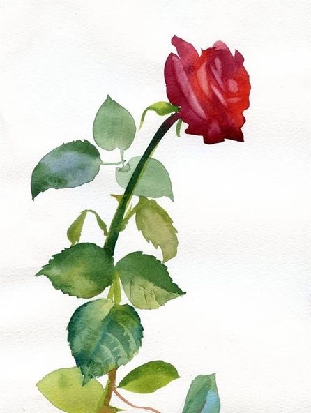 Kırmızı Gül - Kanvas Tablo - Resim 2