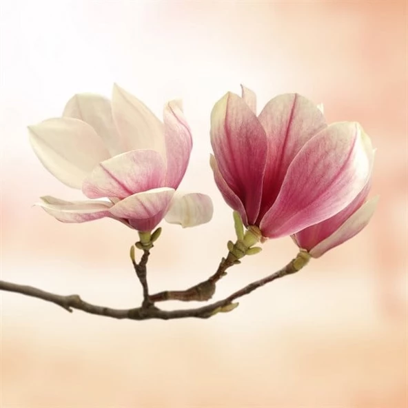 Manolya Kokusu - Kanvas Tablo ürün görseli