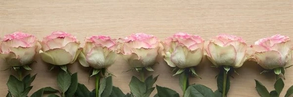 Pembe Beyaz Güller - Kanvas Tablo ürün görseli 1