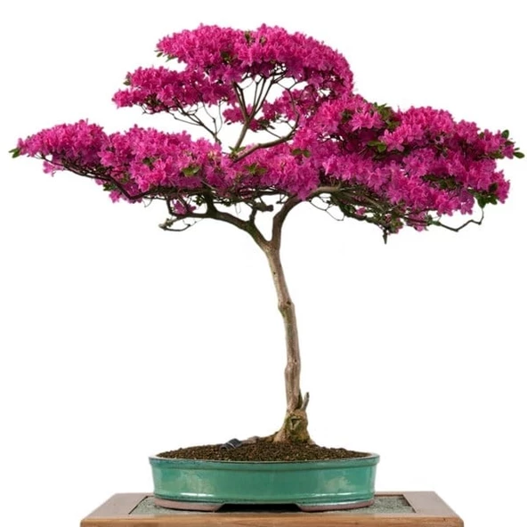 Gül Bonsai Ağacı - Kanvas Tablo - Resim 2