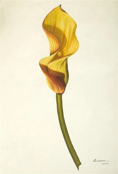 Hindistan Şalgamı - Kanvas Tablo ürün görseli