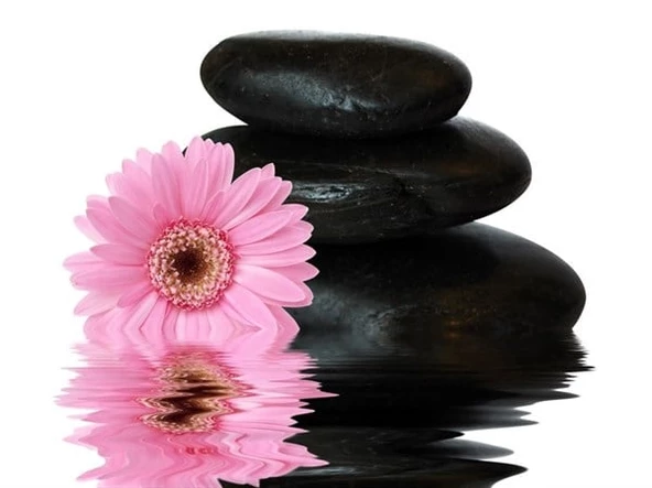 Pembe Barberton Papatya - Kanvas Tablo ürün görseli