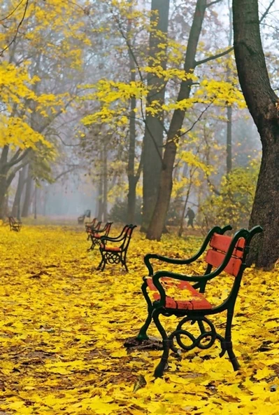Sarı Yapraklar, Boş Banklar - Kanvas Tablo - 2