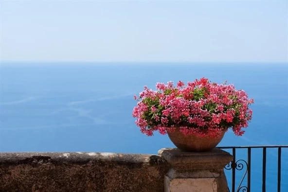 Pembe Saksı Çiçeği - Kanvas Tablo ürün görseli